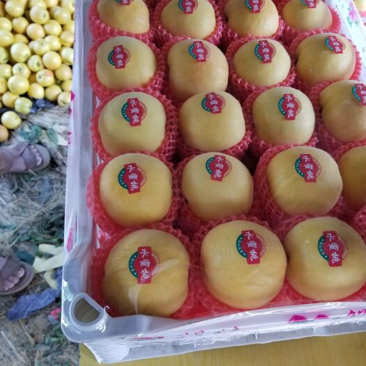 蒙阴县锦绣黄桃 价格美丽口感嘎嘎甜