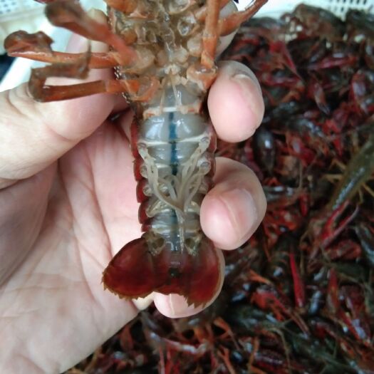 广德市青红虾 我们是今年才养殖的稻田龙虾。干净，现起现卖，