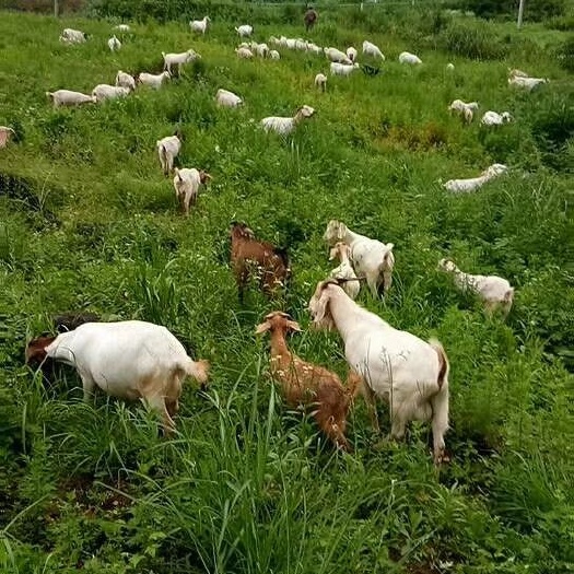 岑巩县 肉质鲜美的山羊，天然放羊