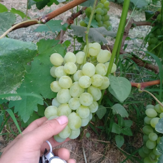 柏乡县维多利亚葡萄 精品维多利亚