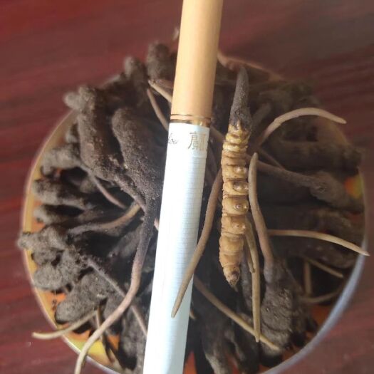 松潘县 冬虫夏草