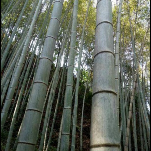 金秀县毛竹 量大，可以长期供货……