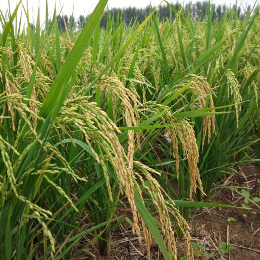 襄樊现加工胚芽米生态米有机绿色无公害
