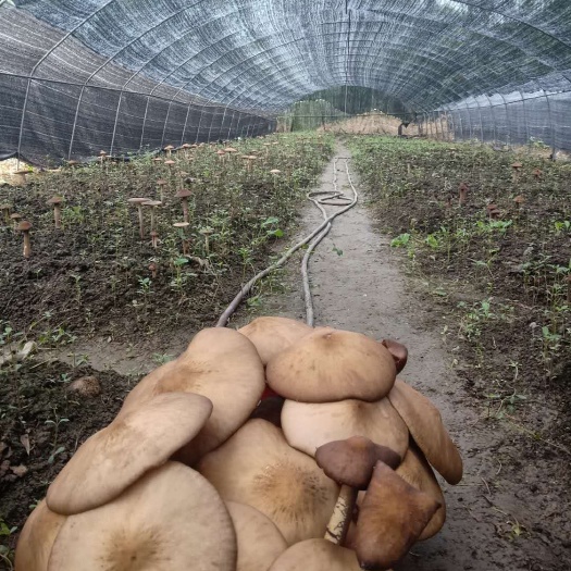 兴文县鸡腿菇 鸡丝菌又名三塔菌