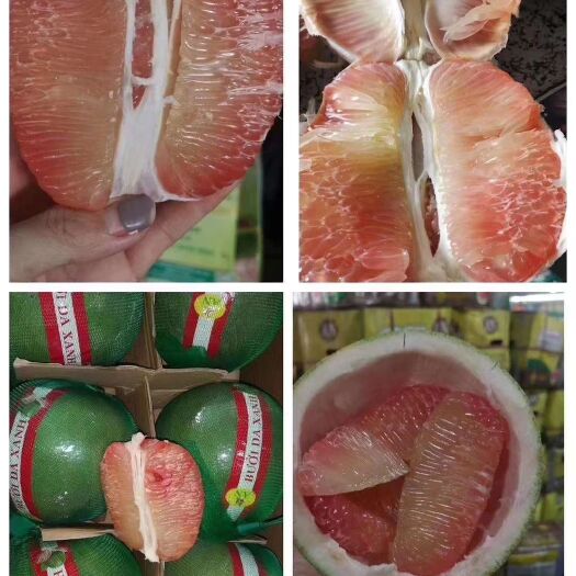 灵山县泰国青柚苗