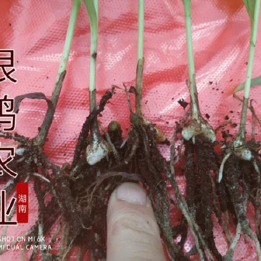 安化县 银鸿农业供应白芨苗基地直发价低