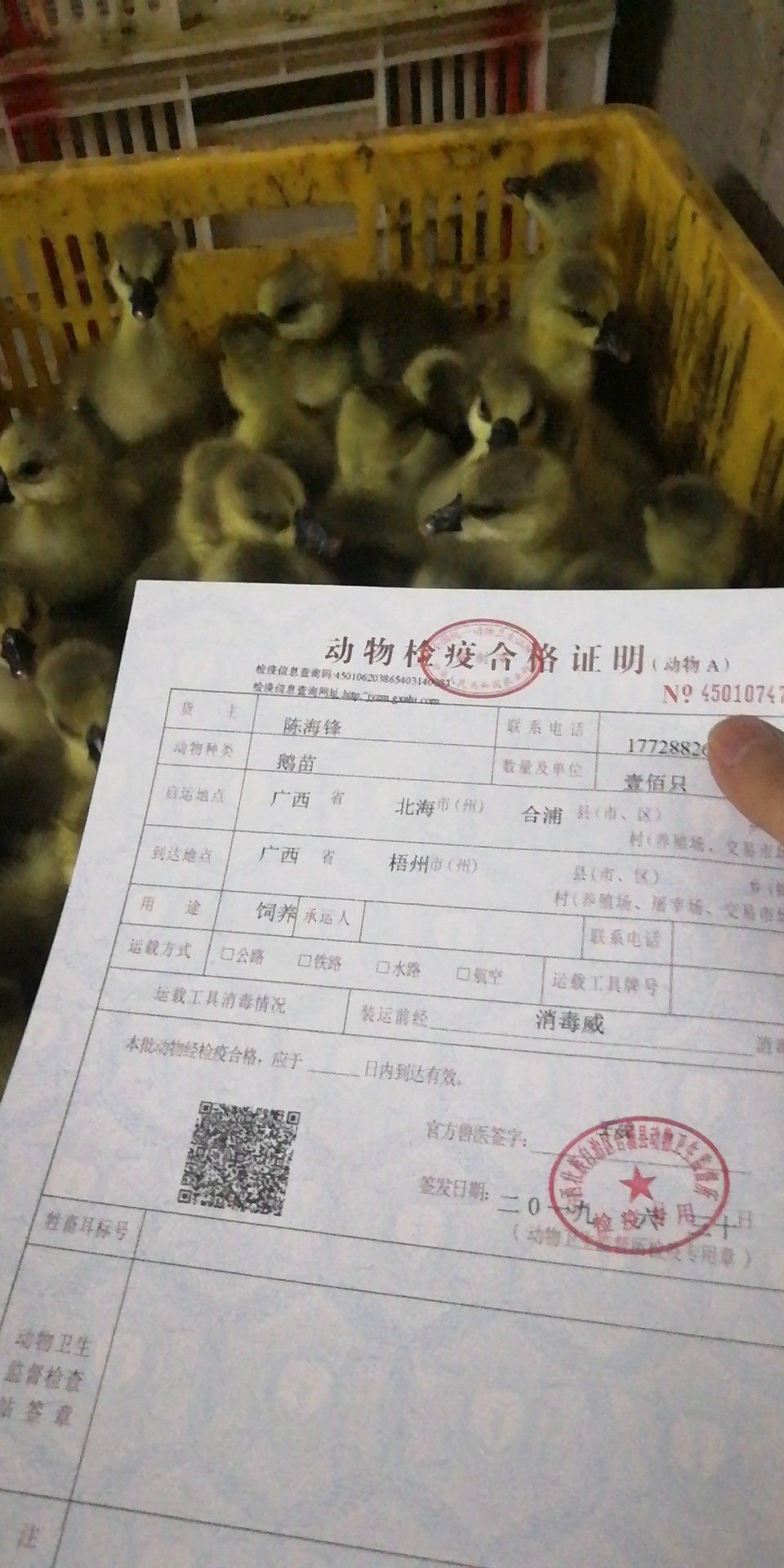 马岗鹅苗 马岗灰鹅 8-9斤重，混合苗