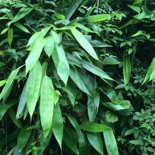 祁门县粽叶(阔叶箬竹)天然生长，无毒害，无污染，被称:天然绿色食品