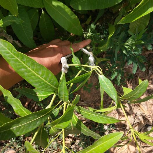 新平县晚熟芒果苗 晚熟品种，每年中秋节前后上市。