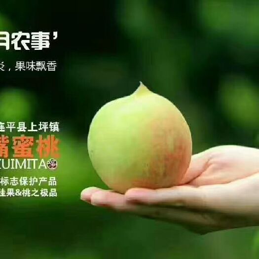 河源 正宗连平上坪鹰嘴蜜桃