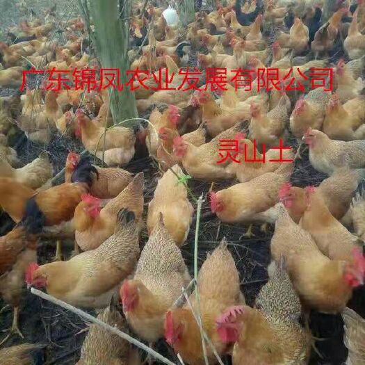 南宁 灵山土鸡苗，品种非常好