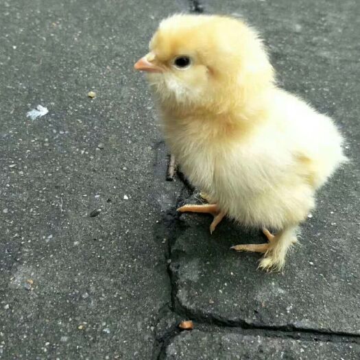 胡须鸡苗 胡须鸡公苗，