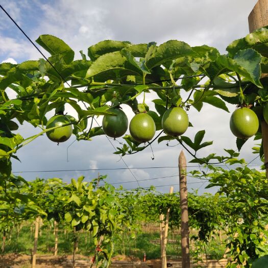 瑞丽市 长期供应，紫香，台农，百香果