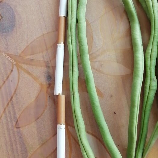 武山县架豆王豆角 武山夏季无公害架豆王