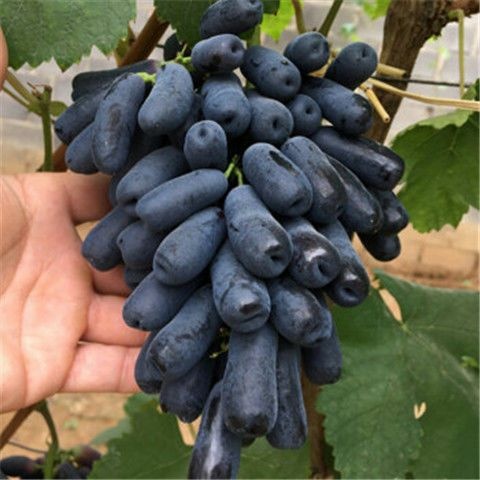 灵山县蓝宝石葡萄苗 无籽脆甜大果营养价值高甜蜜美味好吃