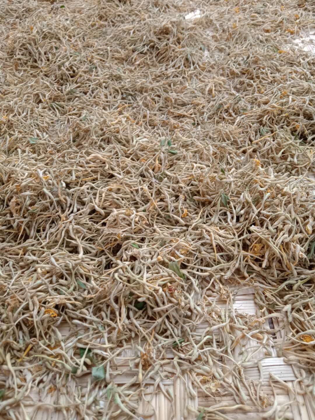  天然金银花茶