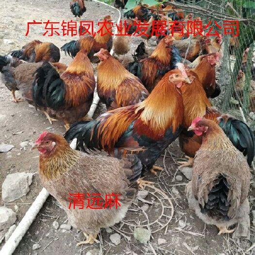 高州市 清远麻鸡苗