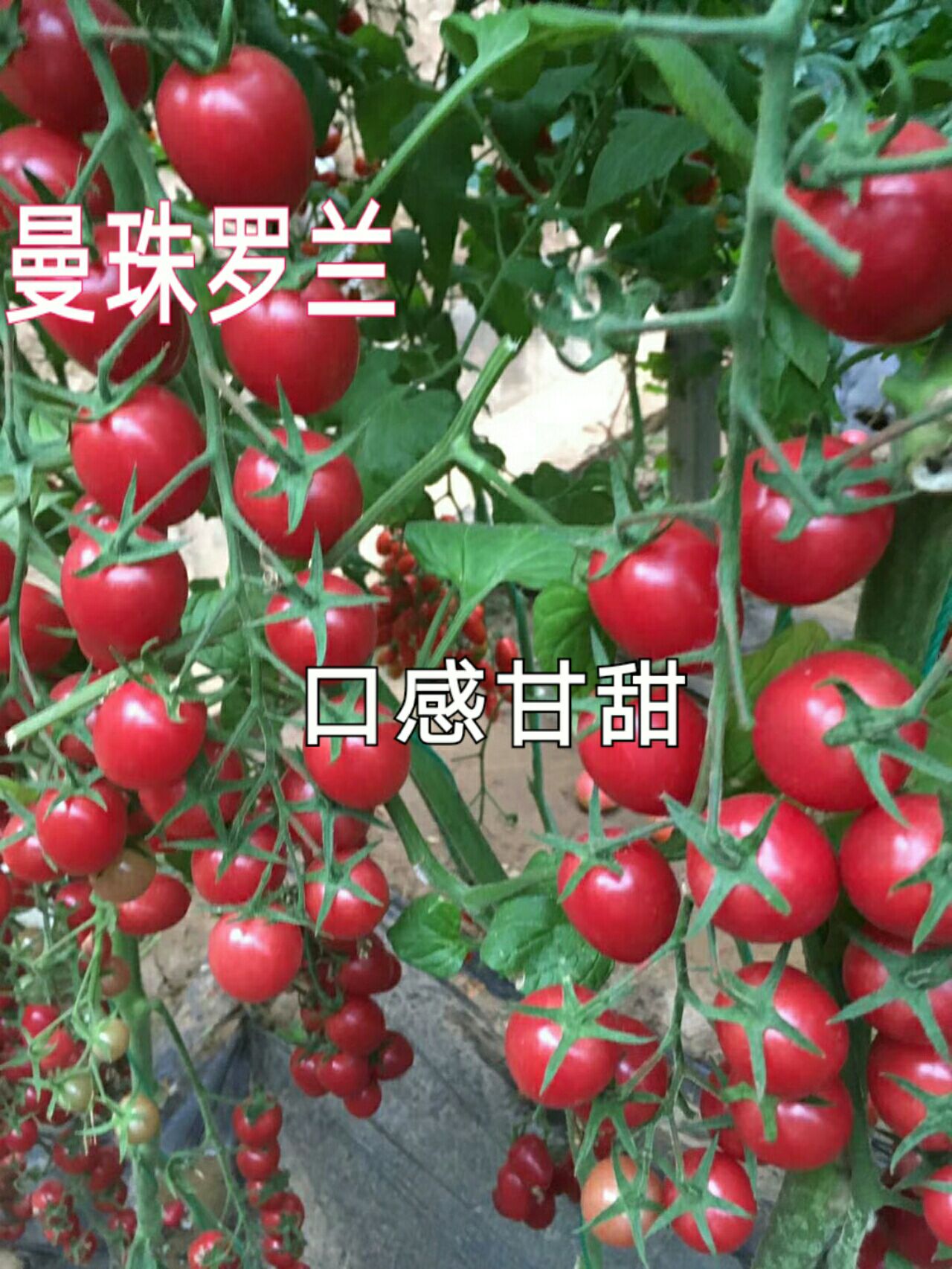 寿光市樱桃番茄种子 高端千禧种子-口感甘甜