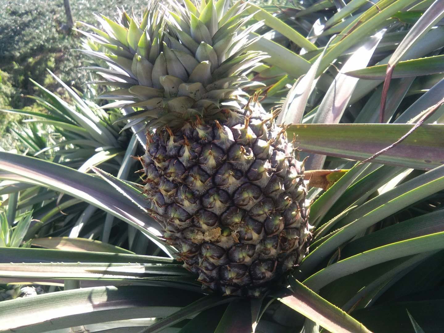 金钻凤梨  菠萝