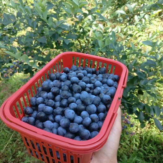 麻江县 贵州麻江蓝莓、  大量出货批发  、产地直销、质量保证。