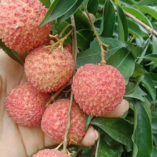 灵山县糯米糍荔枝苗，荔枝王。