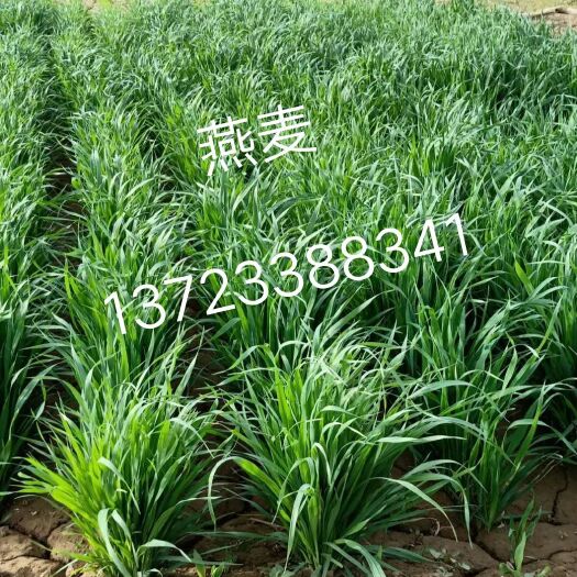 银川 燕麦种子 产仔母牛羊饲料 饲草 秋播牧草种子