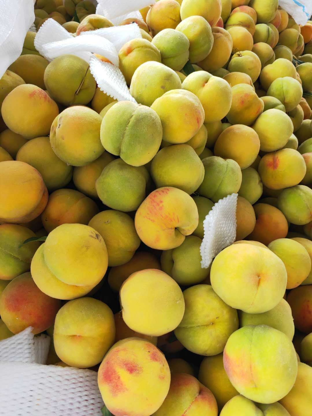  砀山黄桃支持一件代发价格美丽