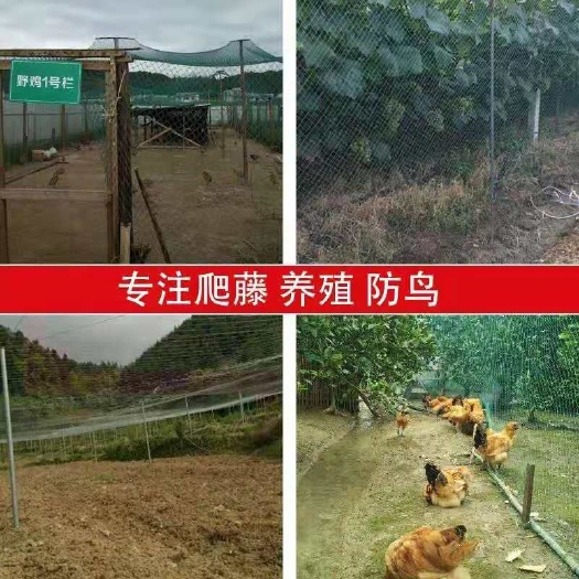 保山养殖大棚  养殖天网