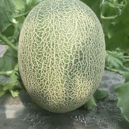 莘县黄86哈密瓜 3斤以上