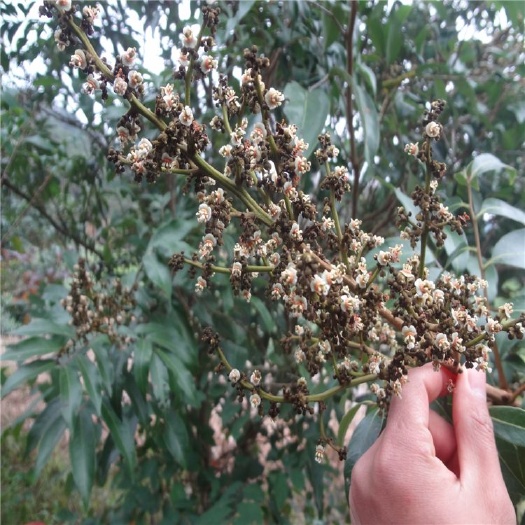 灵山县 荔枝苗