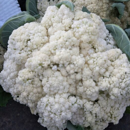 太白县白花菜花  有机菜花