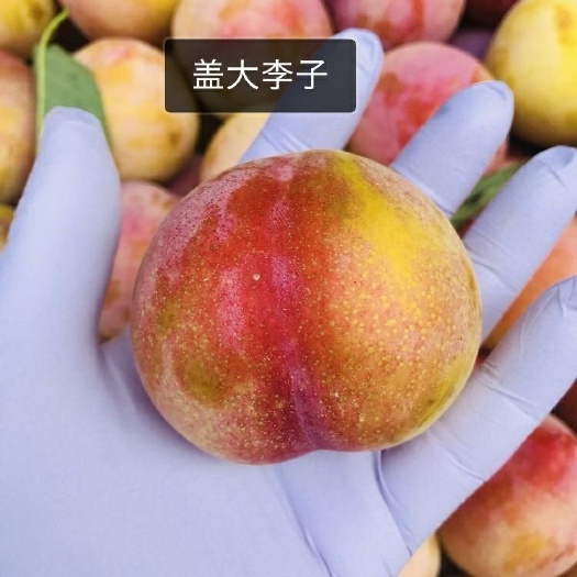 营口半边红李子苗  (盖大李子苗)