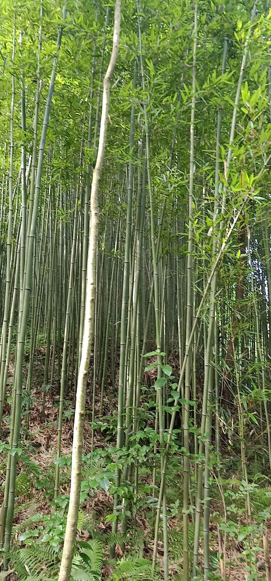菜架竹 大量现货