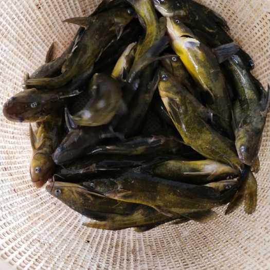 黄鱼鱼苗  黄桑鱼苗