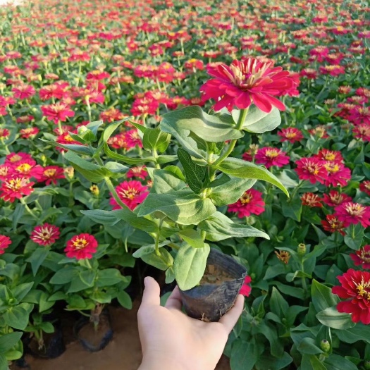 青州市百日草