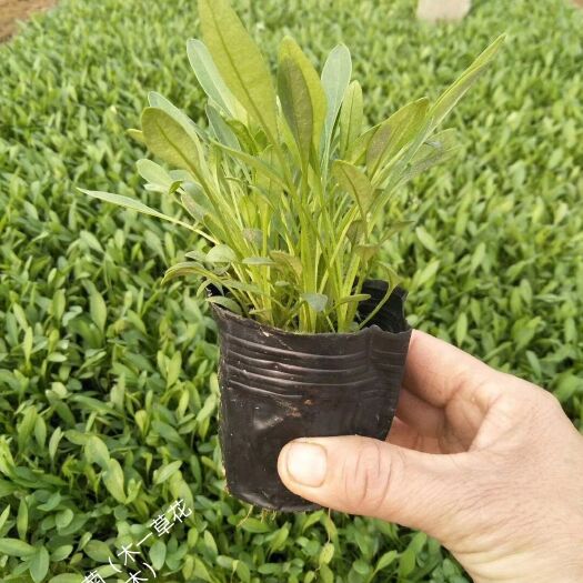 青州市金鸡菊苗 优质金鸡菊，低价格高质量
