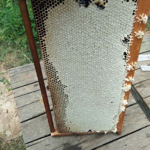 甘谷县洋槐蜂蜜  天然洋槐蜜