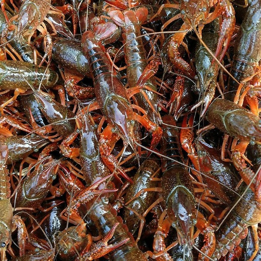 潜江小龙虾鲜活中青大青硬456-78910两虾餐饮批发商直供