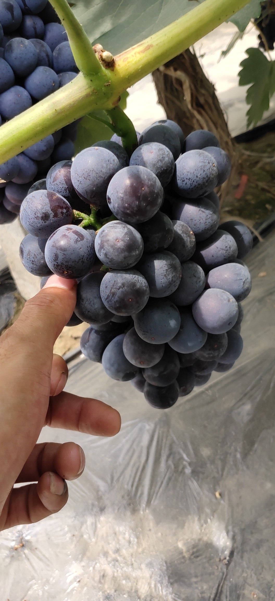 玫瑰香葡萄 大棚 夏黑   以上上市