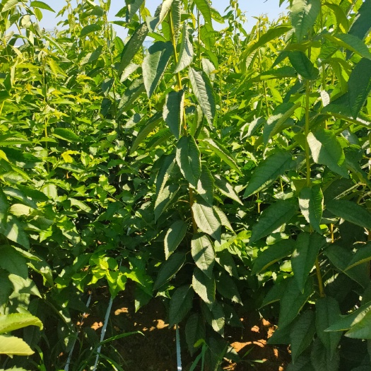 泰安俄罗斯8号樱桃苗 齐早樱桃苗 品种纯 矮化占木 自圃嫁接