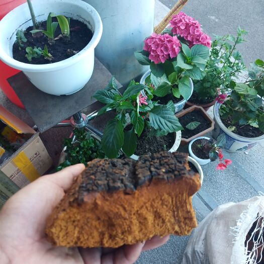 东宁市 俄罗斯桦树茸
