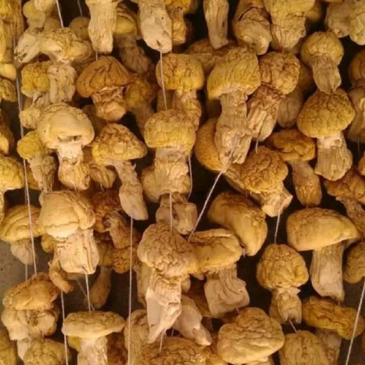 刚察县 青海干黄蘑菇厂家直销，290斤