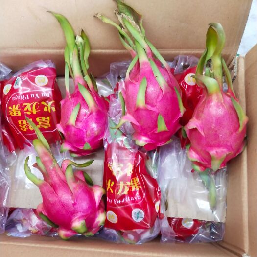 青岛红皮白肉火龙果 小（5两以下）