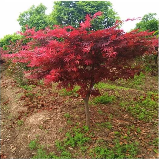长治庭院绿植花卉日本红枫树苗美国红枫树苗盆栽红叶植物红枫小苗秋