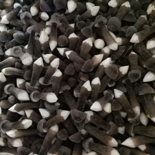 单县 常年供应黑皮鸡枞菌1-4级