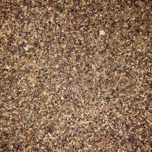吉林市荠菜种子