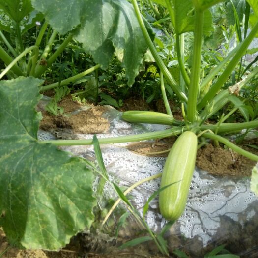 黔西市绿皮西葫芦 小瓜