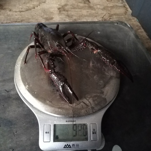 重庆市清水小龙虾 4-6钱 塘虾