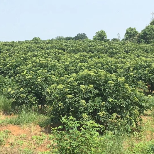 樟树市 扦插中花吴茱萸苗
