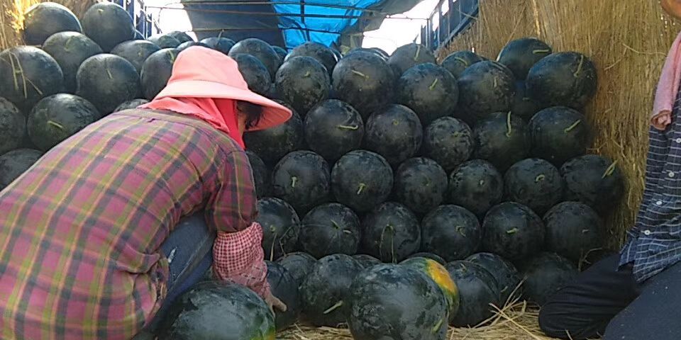 西华县黑皮无籽西瓜 河南直生苗黑无籽